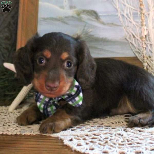 Zander-Miniature, Dachshund Puppy