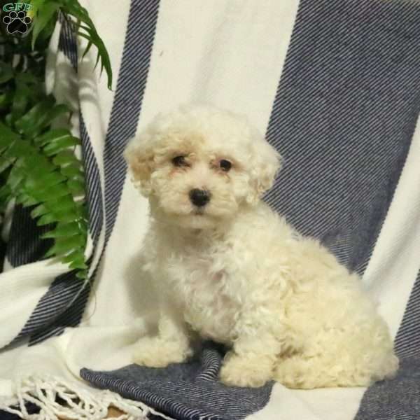 Zandy, Miniature Poodle Puppy