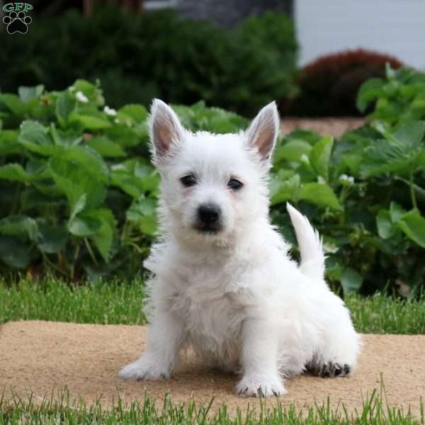 Zane, West Highland Terrier Puppy