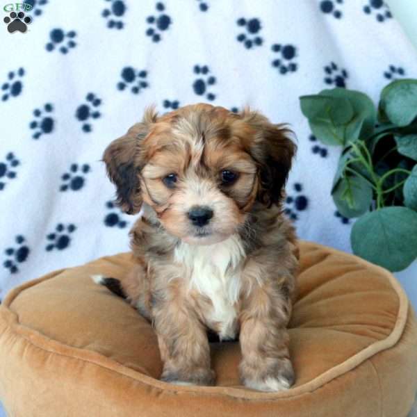 Zani, Havanese Mix Puppy