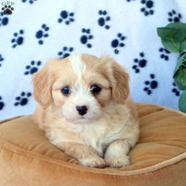 Zayd, Havanese Mix Puppy