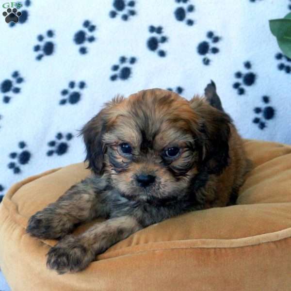 Zeke, Havanese Mix Puppy