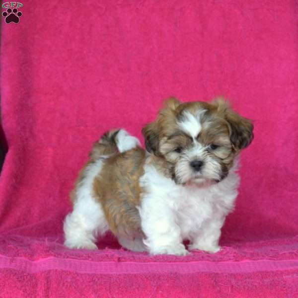 Zeus, Shih Tzu Puppy