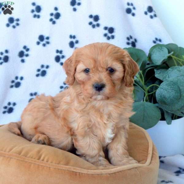 Zo, Havanese Mix Puppy