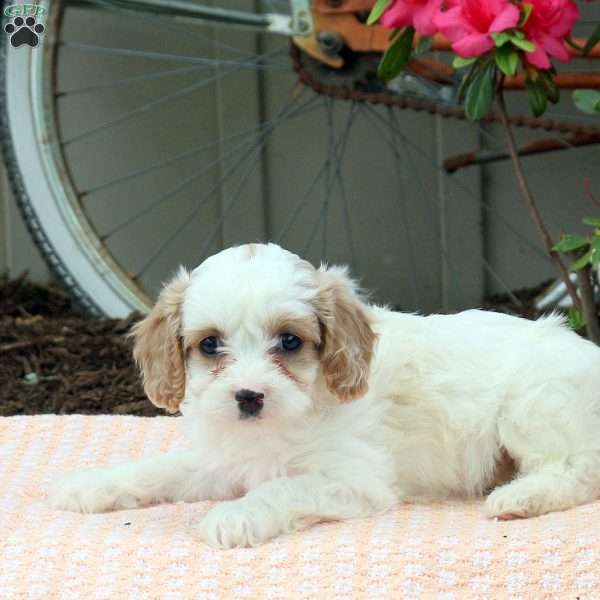 Zoey, Cavapoo Puppy