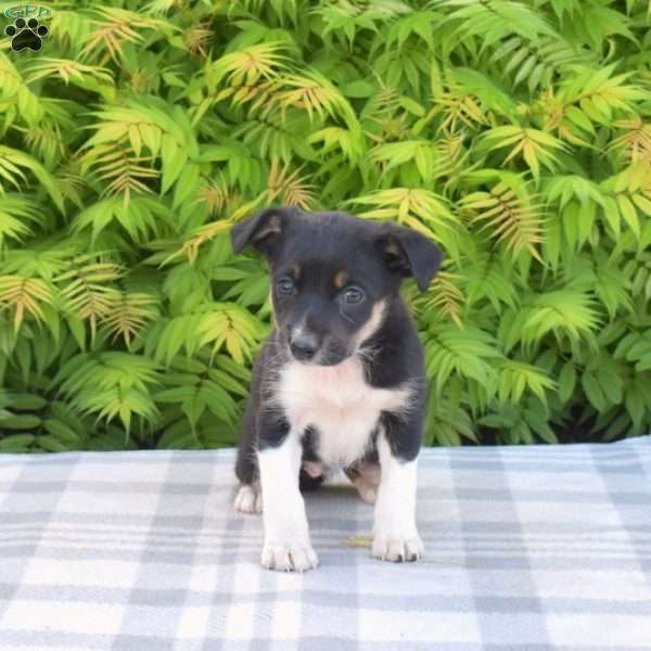 Zoey, Miniature Australian Shepherd Mix Puppy