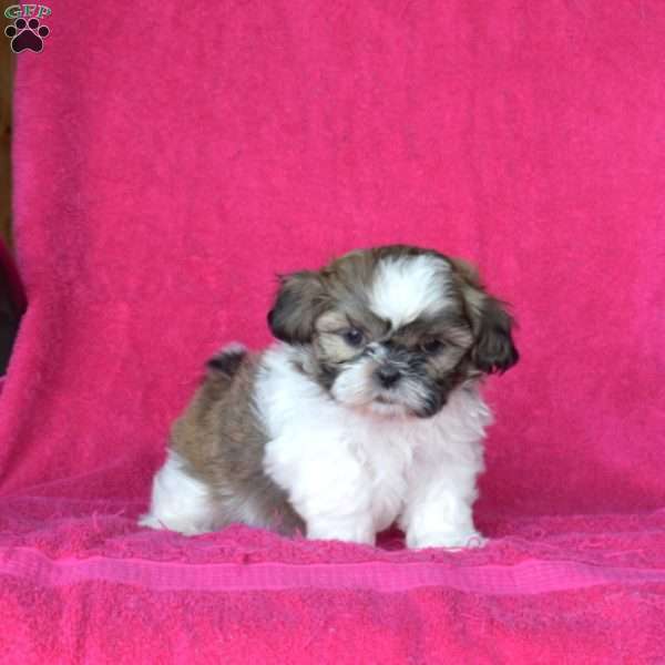 Zoey, Shih Tzu Puppy