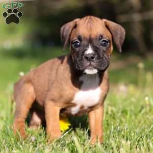 Zuri, Boxer Puppy