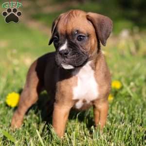 Zuri, Boxer Puppy