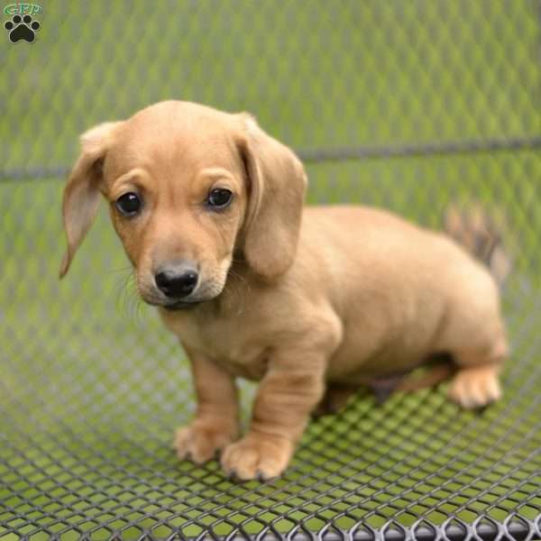 Vince, Dachshund Puppy