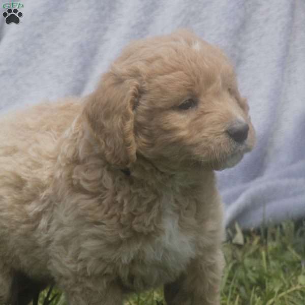 Autumn, Goldendoodle Puppy