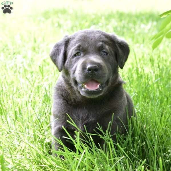 Finley, Charcoal Labrador Retriever Puppy