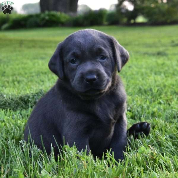 Ava, Charcoal Labrador Retriever Puppy