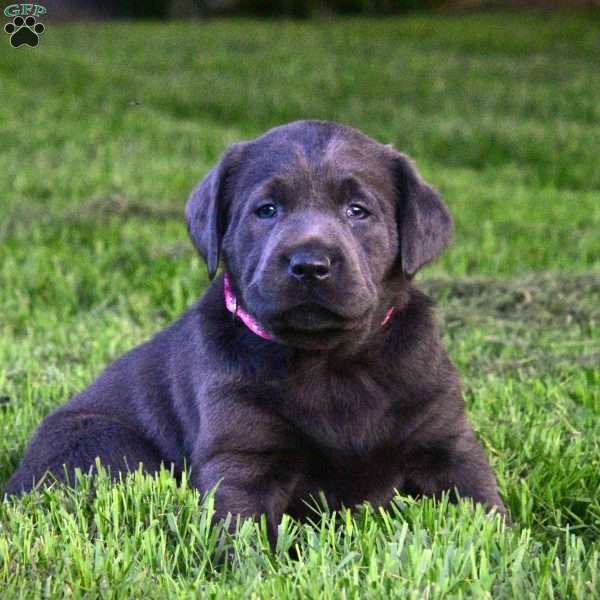 Bella, Charcoal Labrador Retriever Puppy