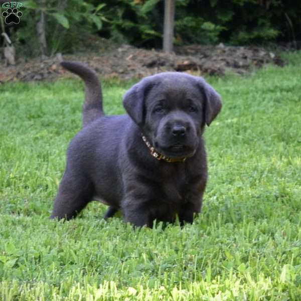 Maverick, Charcoal Labrador Retriever Puppy