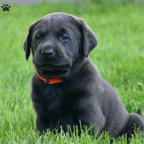 Oscar, Charcoal Labrador Retriever Puppy