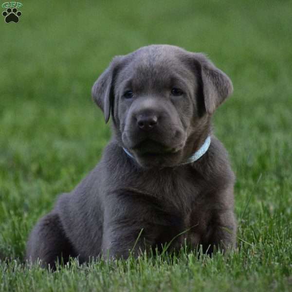 Oakley, Silver Labrador Retriever Puppy