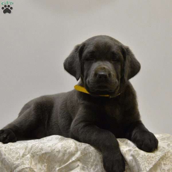 Quinn, Charcoal Labrador Retriever Puppy