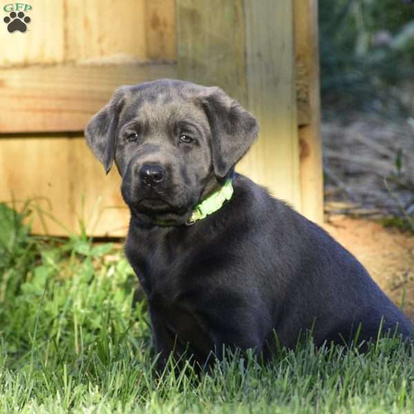 Hudson, Charcoal Labrador Retriever Puppy