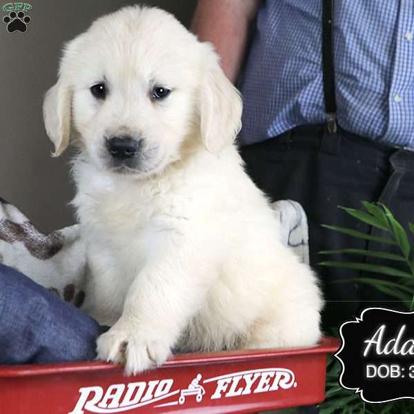 Adam, Golden Retriever Puppy