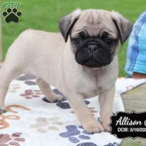 Allison, Pug Puppy