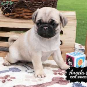 Angela, Pug Puppy