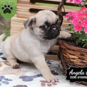 Angela, Pug Puppy