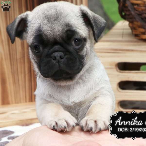 Annika, Pug Puppy