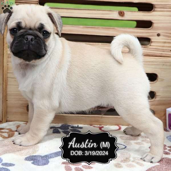 Austin, Pug Puppy