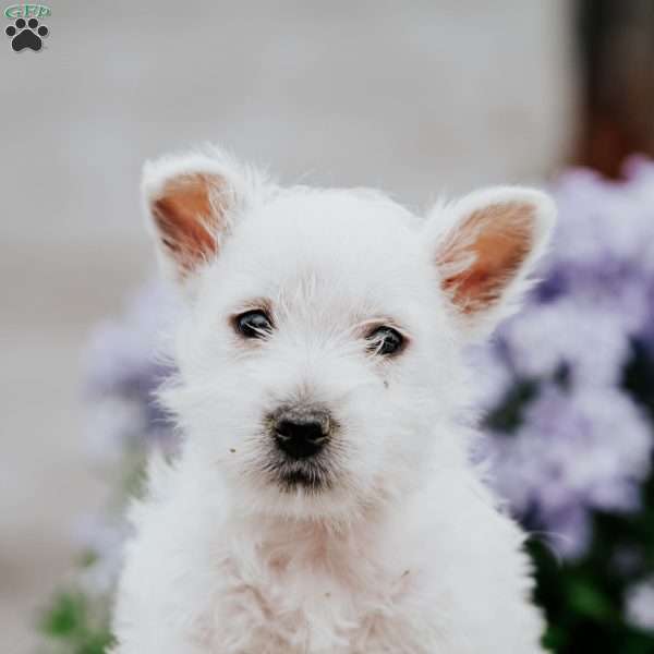 Barney, West Highland Terrier Puppy