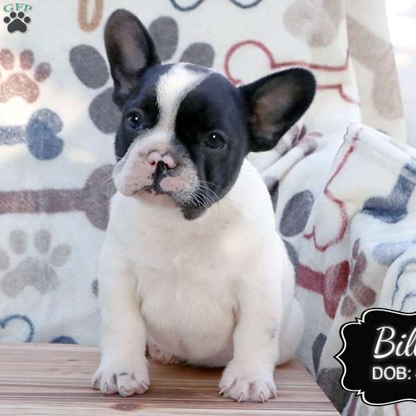 Billy, French Bulldog Puppy