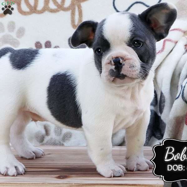 Bobby, French Bulldog Puppy