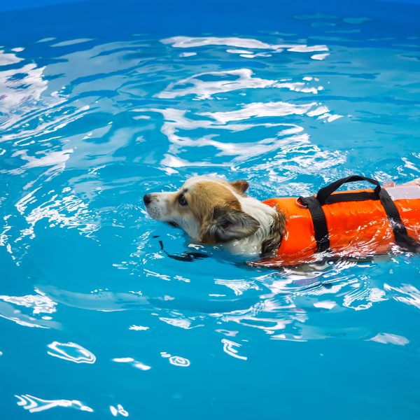 corgi in a life vest swimming in hydrotherapy pool