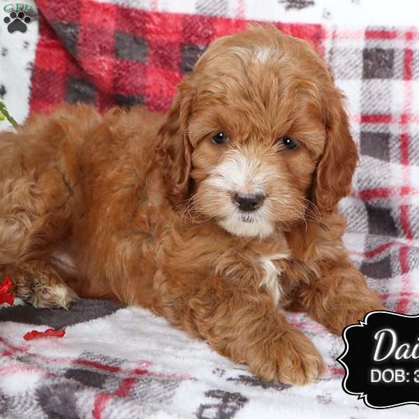 Daisy, Cockapoo Puppy