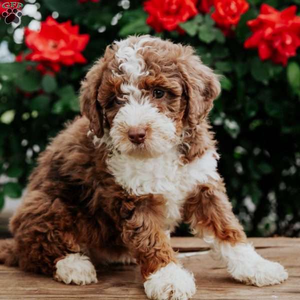 Lacy, Mini Bernedoodle Puppy