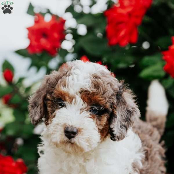 Laken, Mini Bernedoodle Puppy