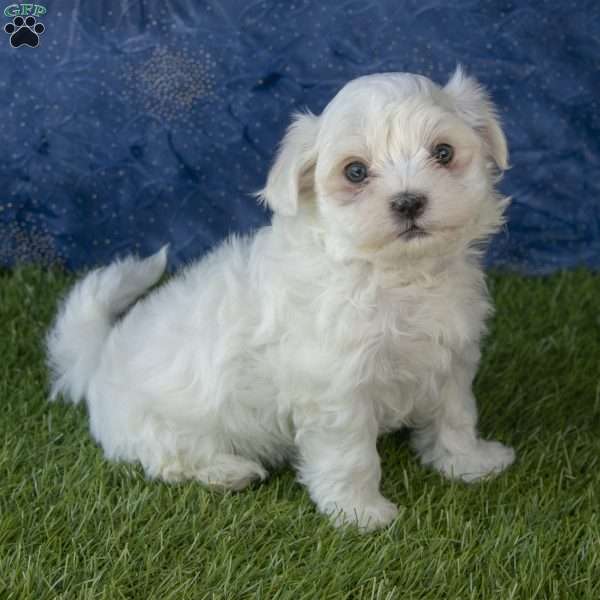Dexter, Maltese Puppy