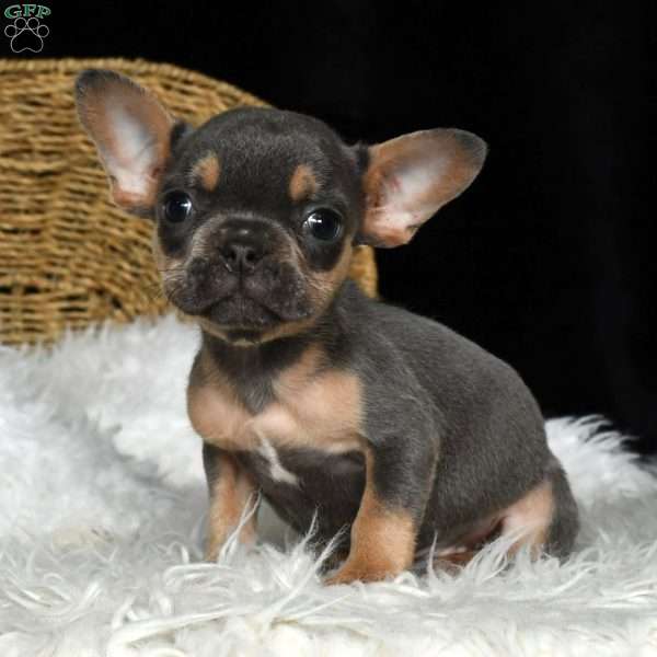 Haden, French Bulldog Puppy