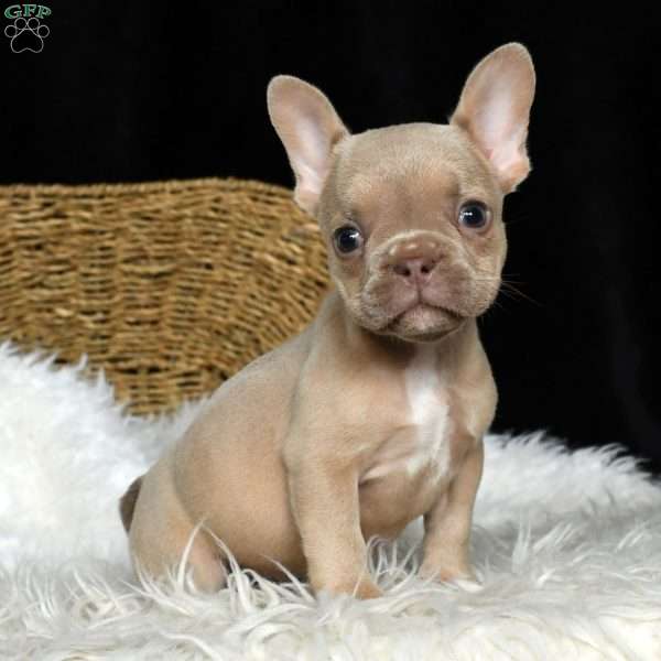 Hailey, French Bulldog Puppy