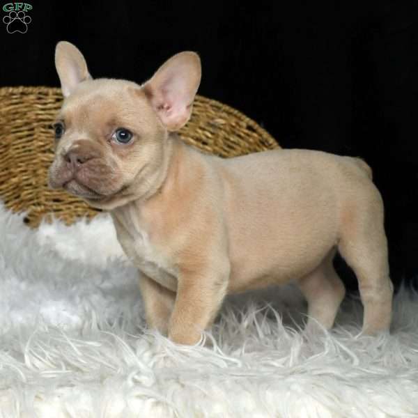 Helen, French Bulldog Puppy