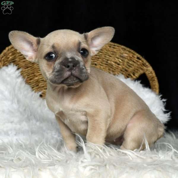 Hope, French Bulldog Puppy