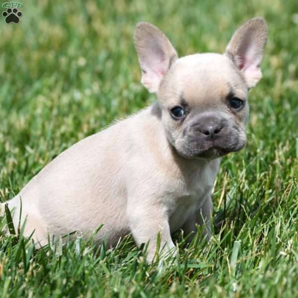 Howler, French Bulldog Puppy