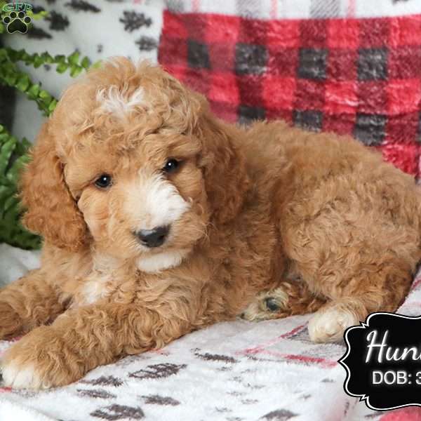 Hunter, Cockapoo Puppy