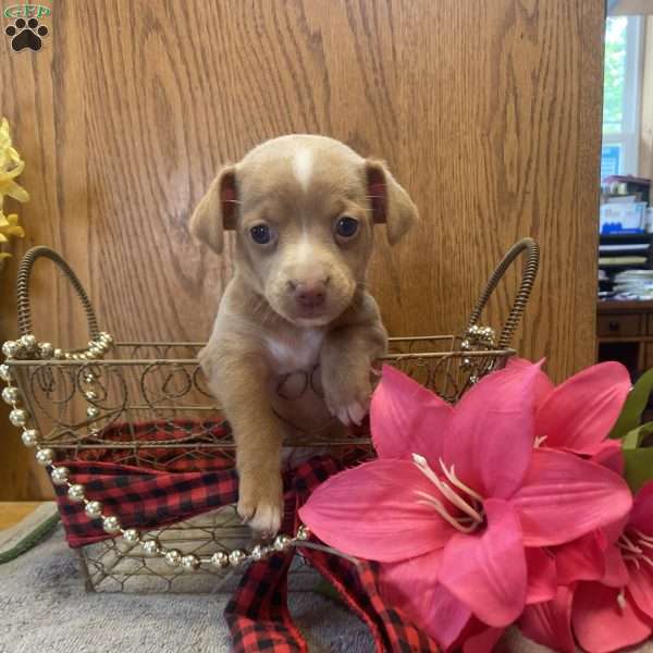 Rosie, Chihuahua Mix Puppy