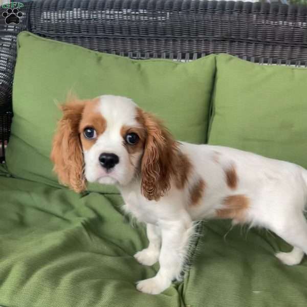 Oxford, Cavalier King Charles Spaniel Puppy