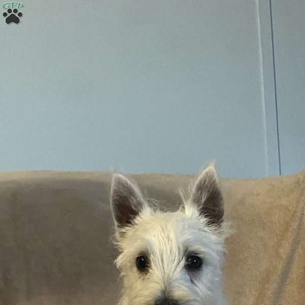 Freddy, West Highland Terrier Puppy