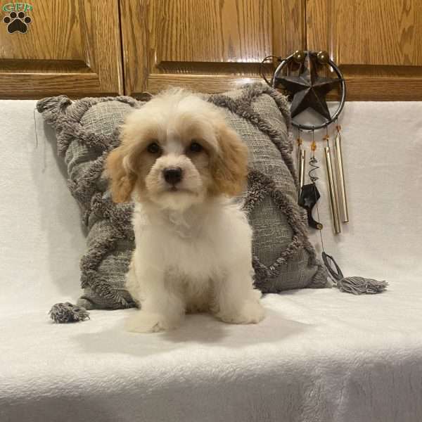 Tulip, Cavachon Puppy