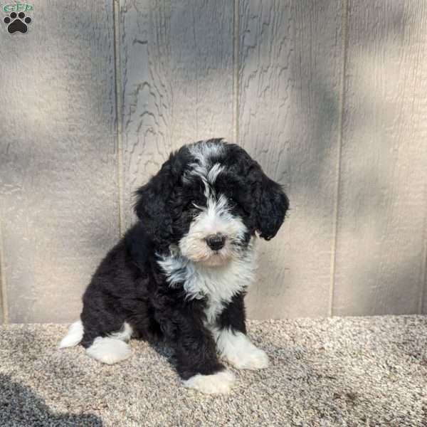 Roxie, Bernedoodle Puppy