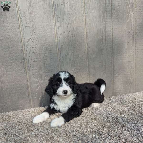 Chase, Bernedoodle Puppy