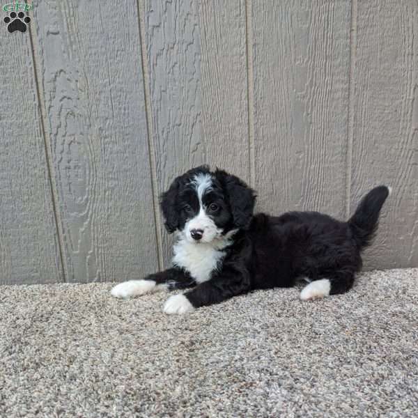 Penny, Bernedoodle Puppy